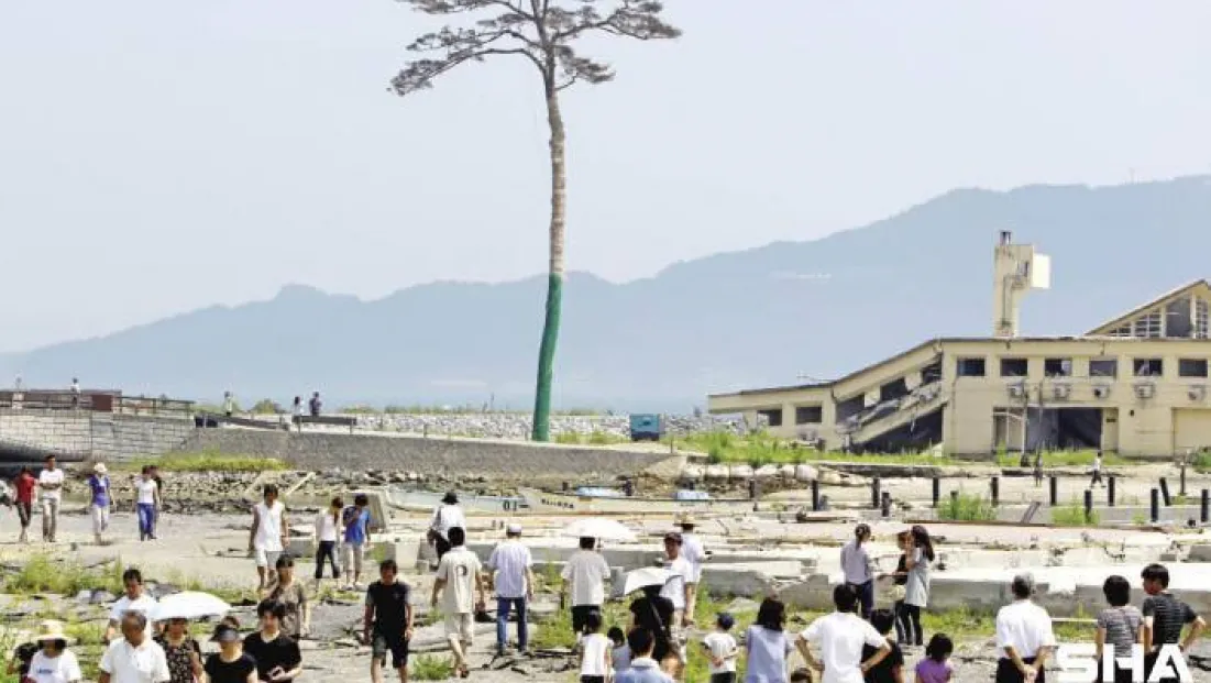 Bu çam ağacının ismi Rikuzentakata