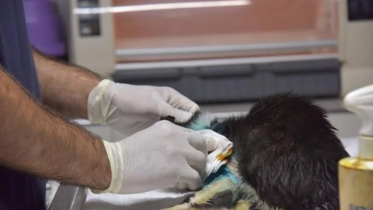 Distal oblik kırığı tespit edilen kedi 2 saatlik operasyon ile sağlığına kavuştu