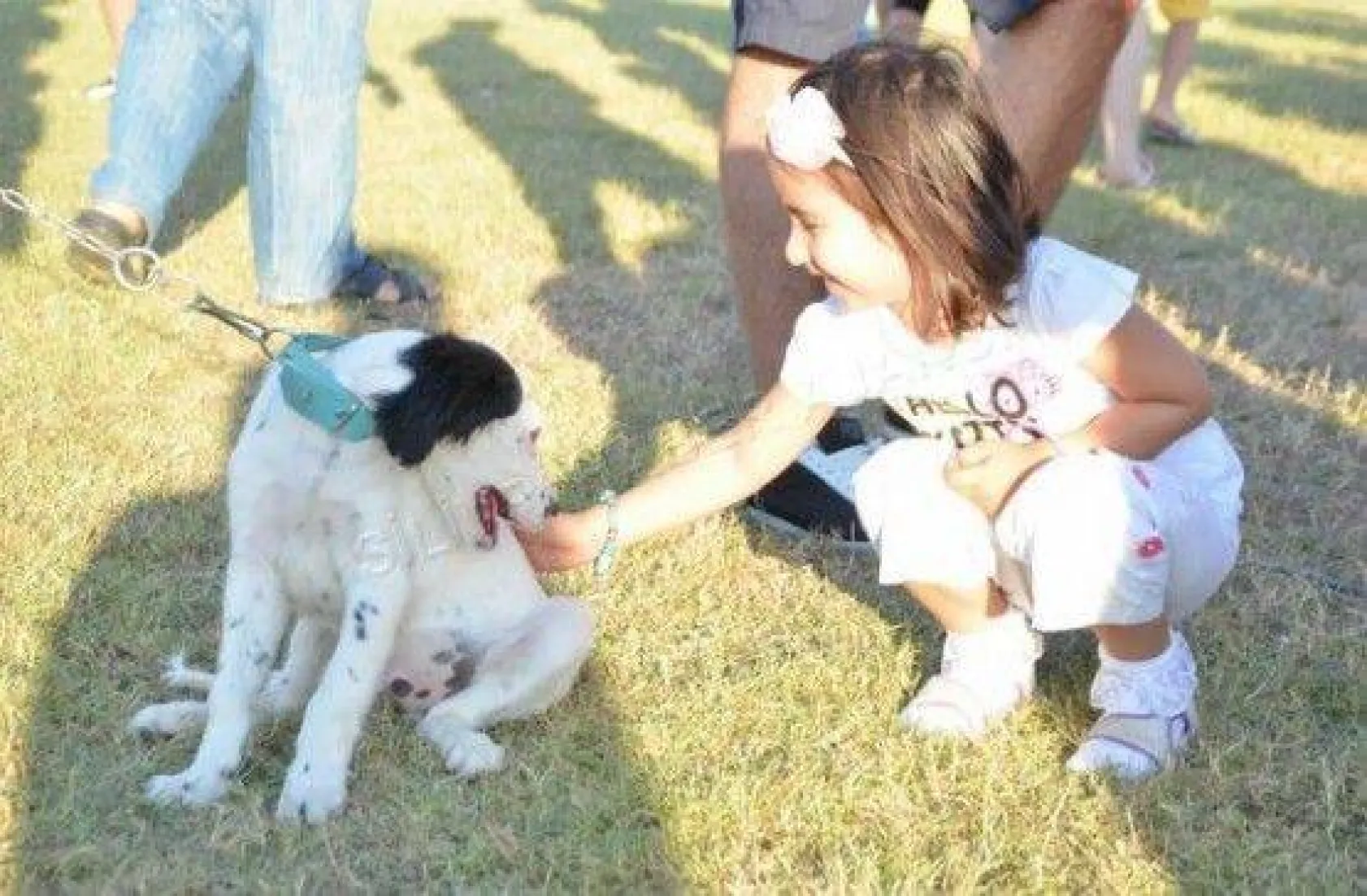 Köpek Irklari 4. Kez Silivri'de Yarıştı