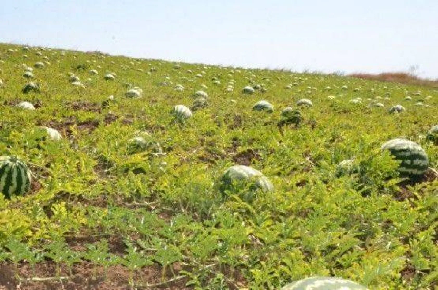 Karpuz Festivali İlkleri Yaşattı