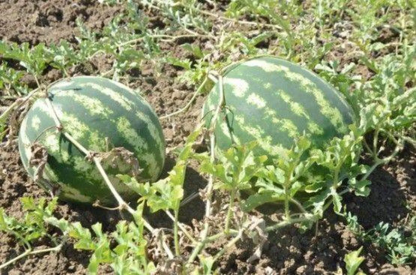 Karpuz Festivali İlkleri Yaşattı