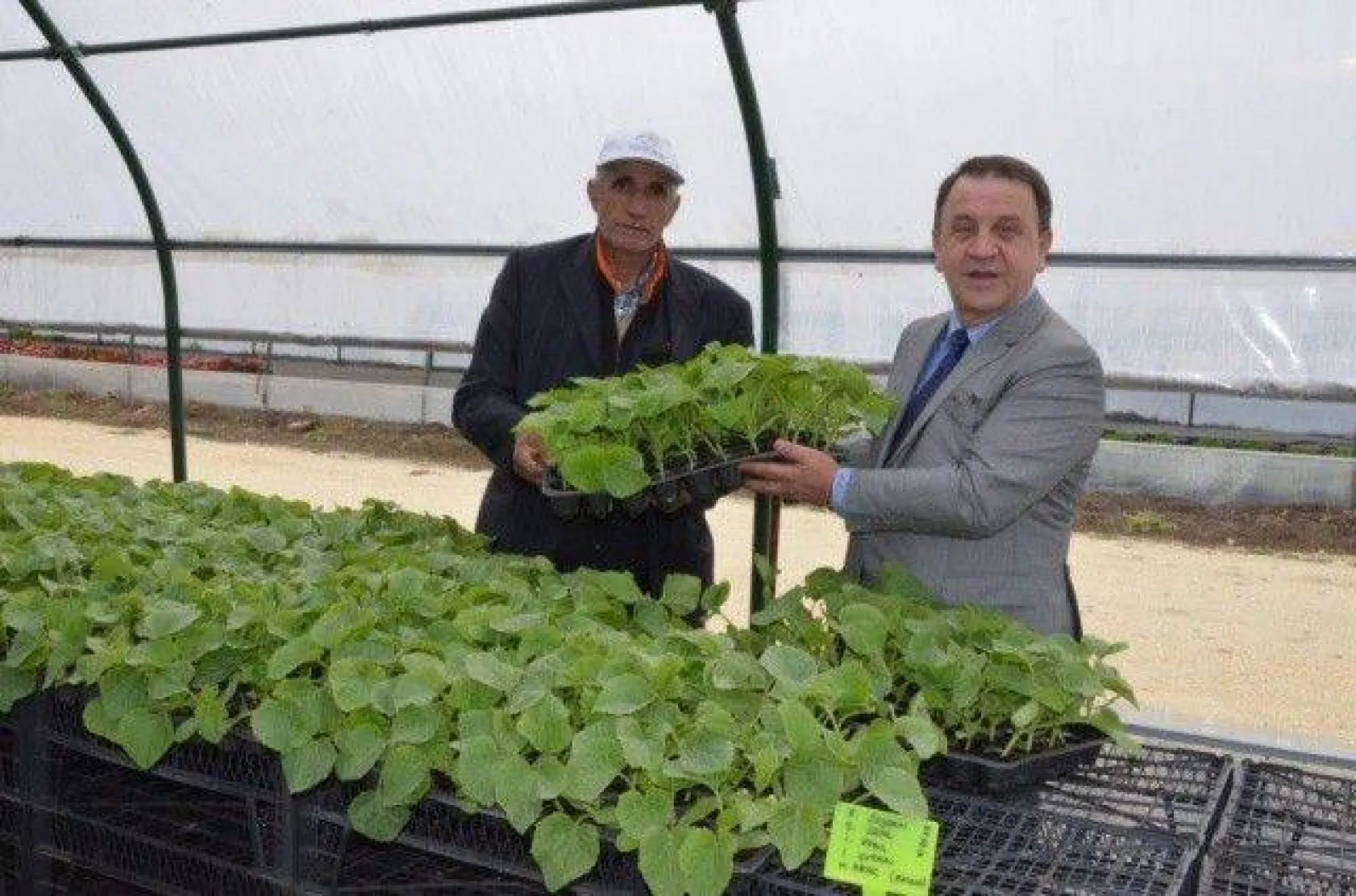 Selimpaşalı Üreticiler Kavun ve Bamyada İddialı