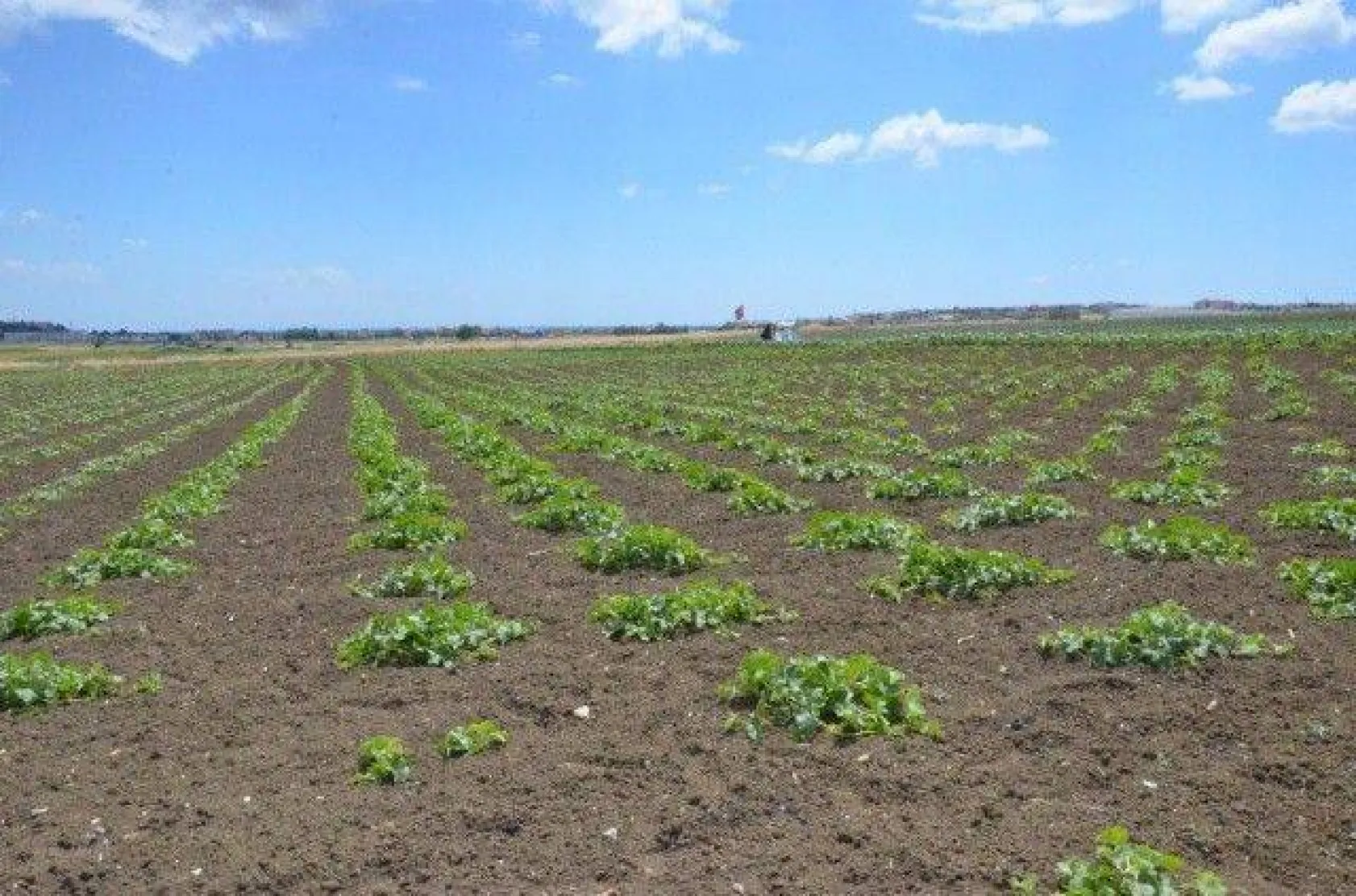 Selimpaşalı Üreticiler Kavun ve Bamyada İddialı