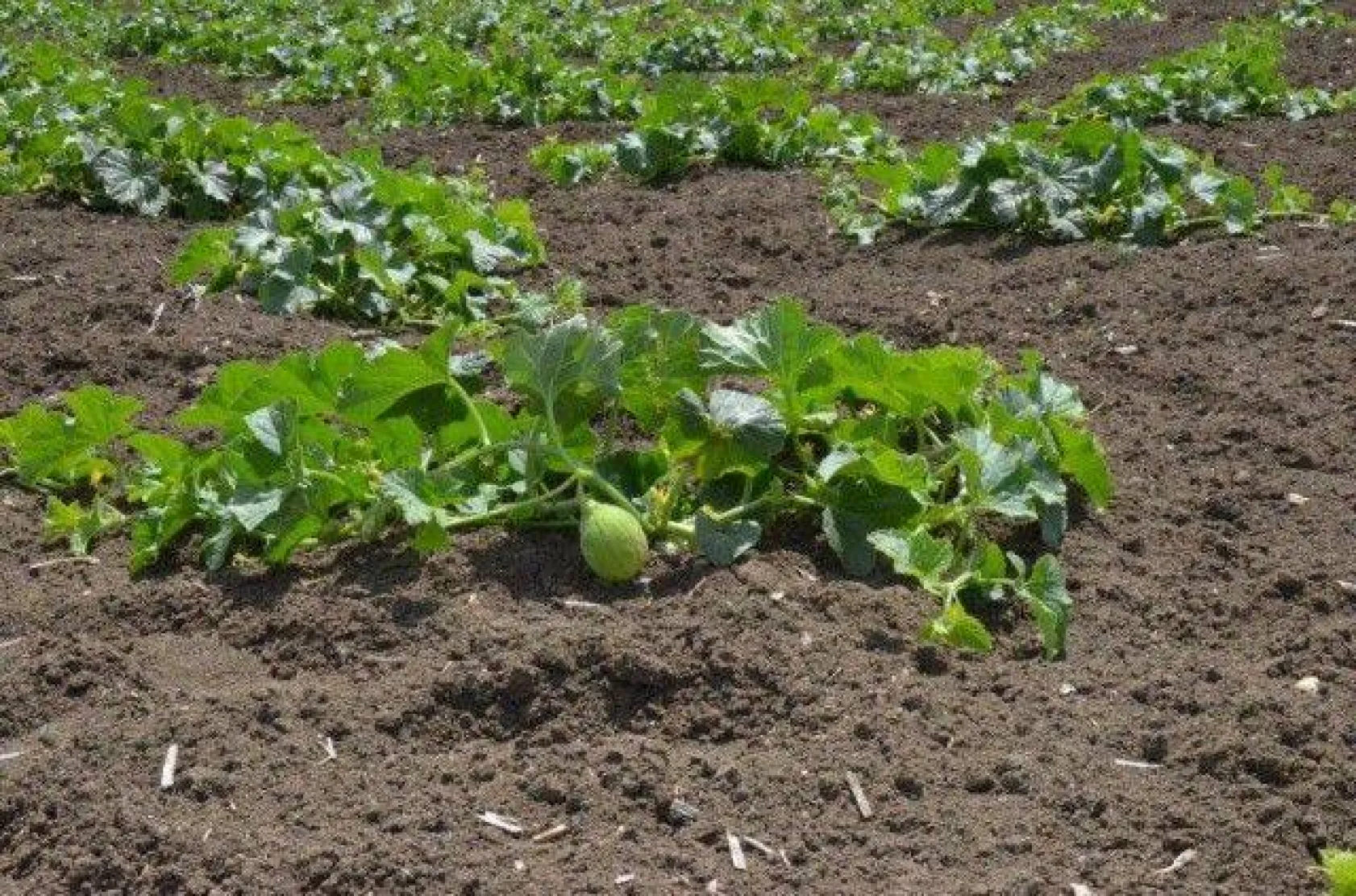 Selimpaşalı Üreticiler Kavun ve Bamyada İddialı