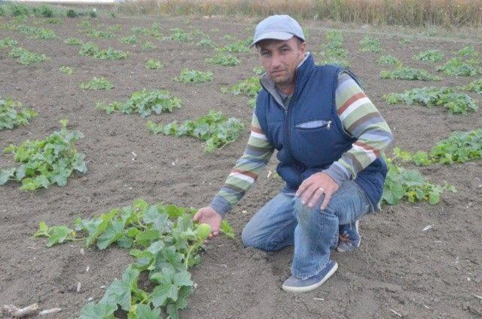 Selimpaşalı Üreticiler Kavun ve Bamyada İddialı