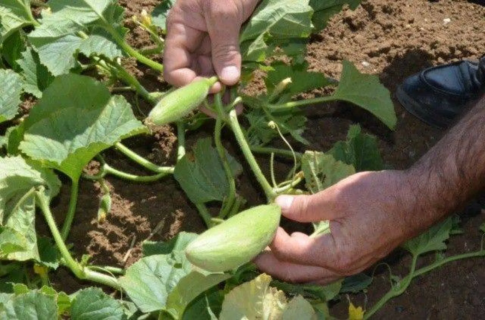 Selimpaşalı Üreticiler Kavun ve Bamyada İddialı