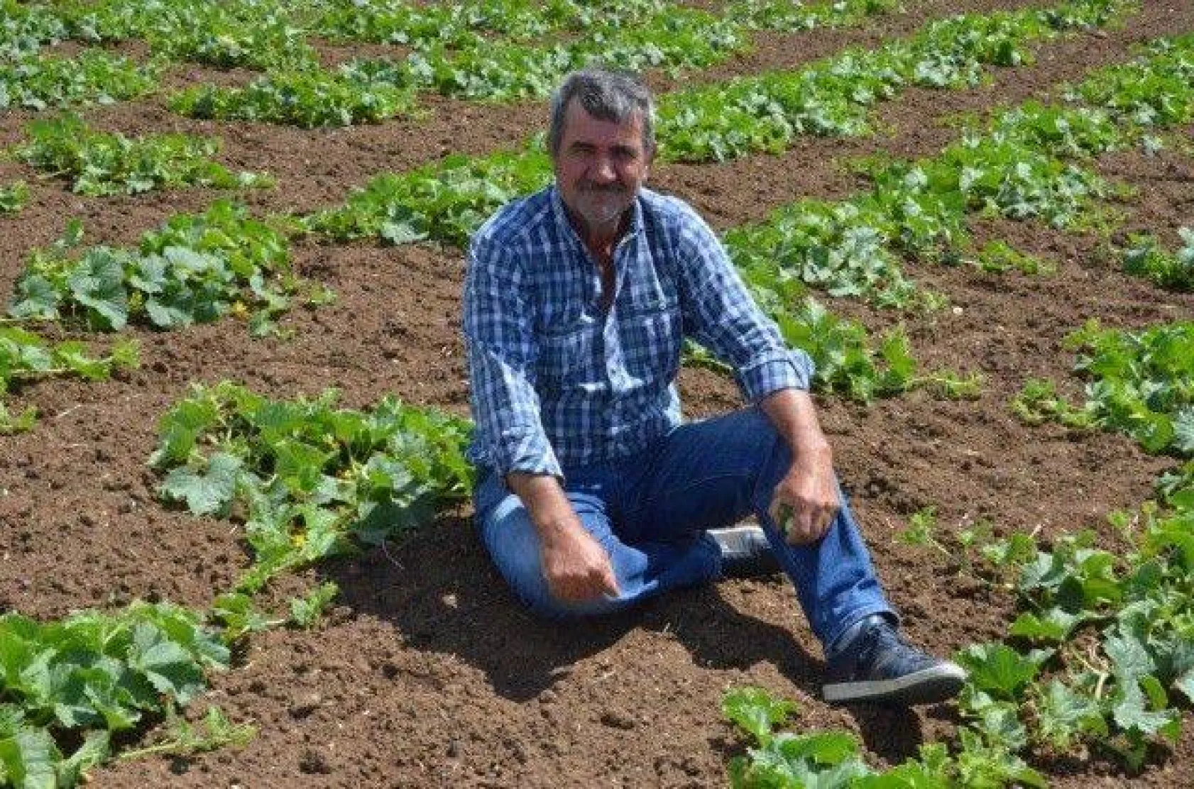 Selimpaşalı Üreticiler Kavun ve Bamyada İddialı