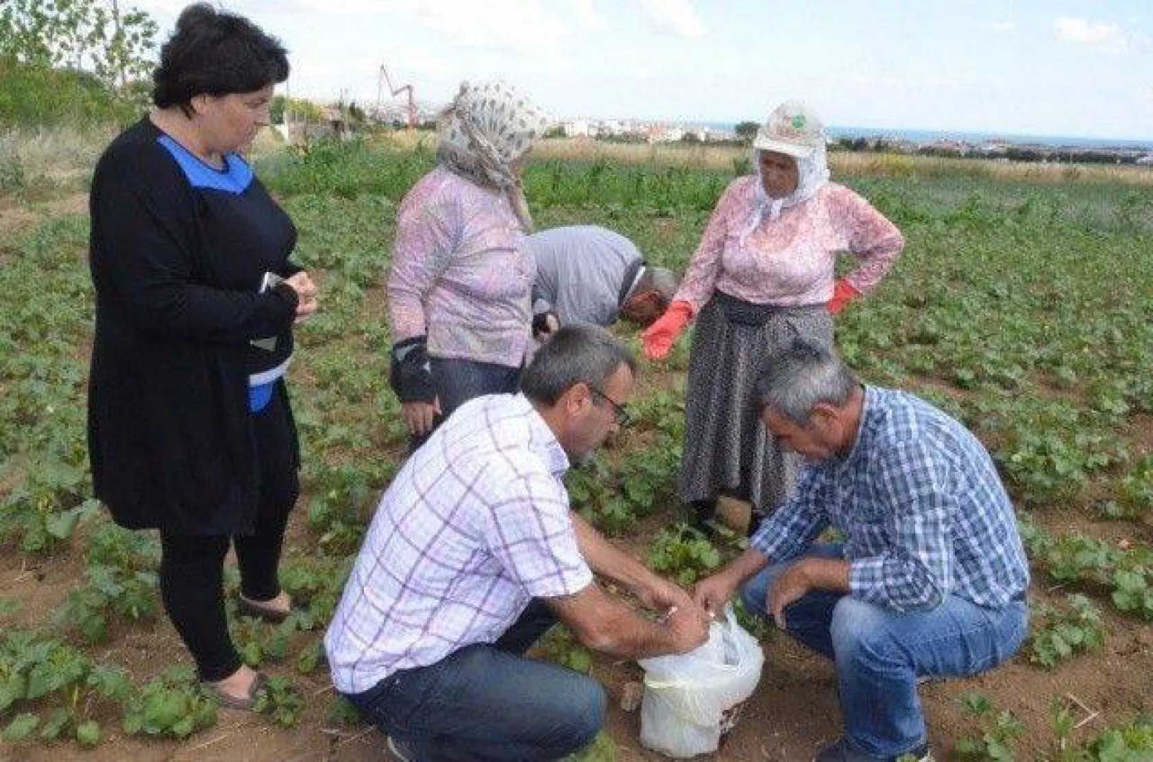 Selimpaşalı Üreticiler Kavun ve Bamyada İddialı
