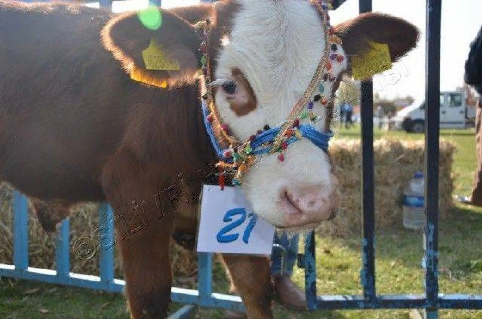 Silivri'de 'En Güzel Buzağı' Yarışması