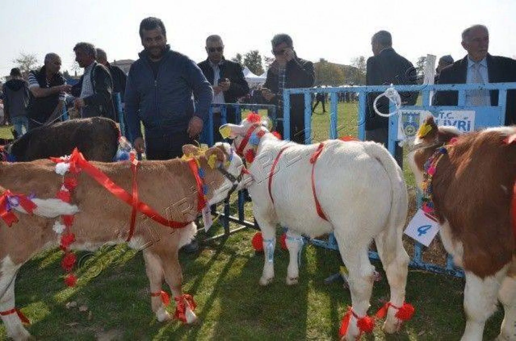 Silivri'de 'En Güzel Buzağı' Yarışması