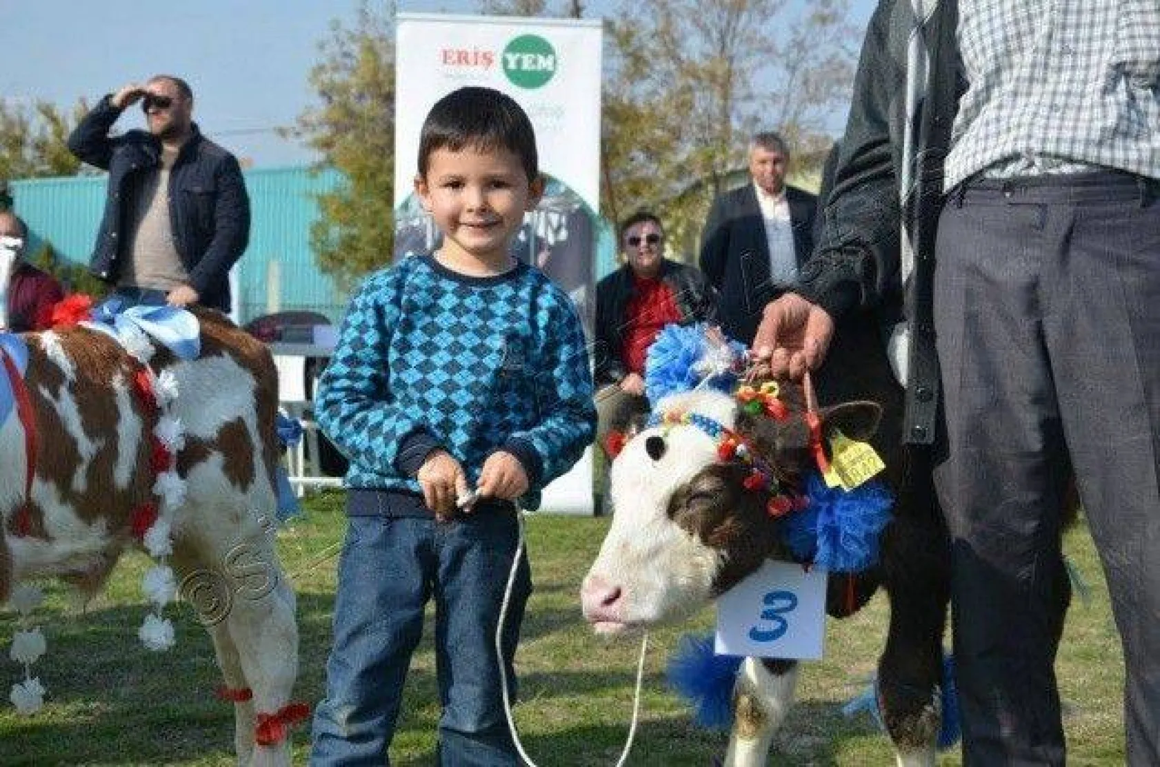 Silivri'de 'En Güzel Buzağı' Yarışması
