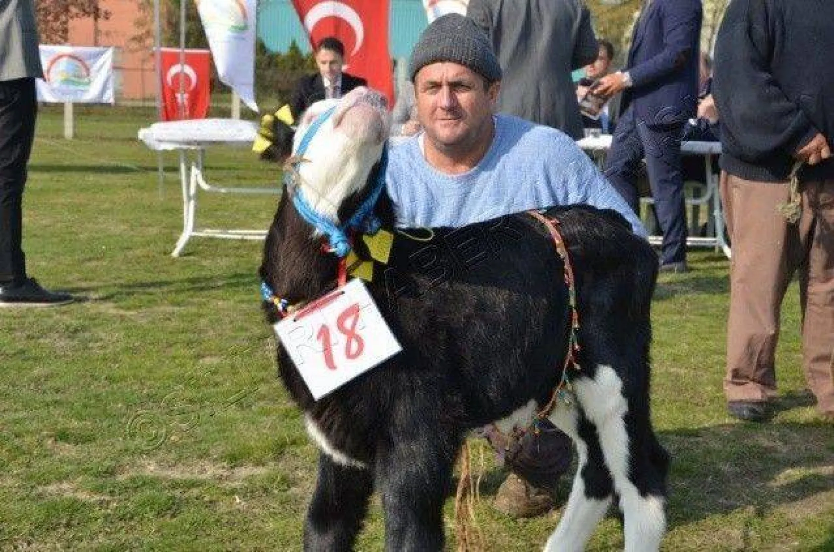 Silivri'de 'En Güzel Buzağı' Yarışması