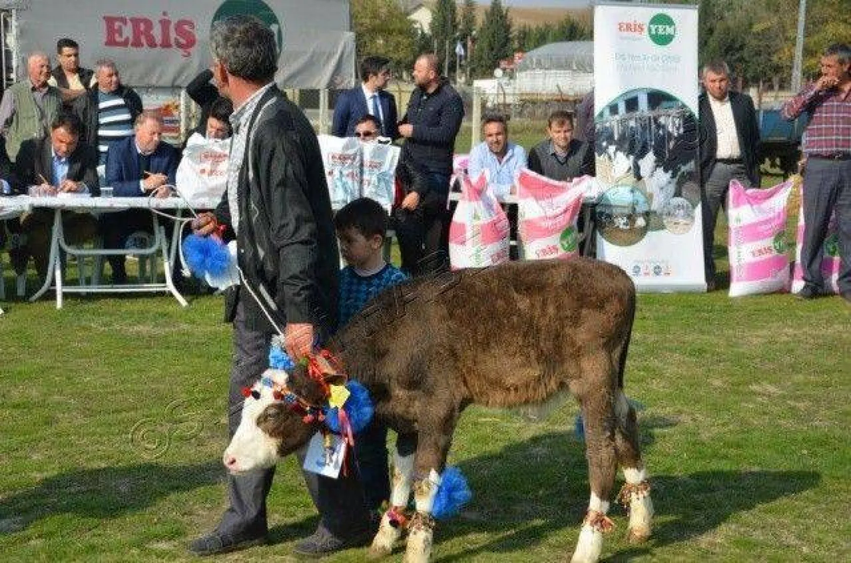 Silivri'de 'En Güzel Buzağı' Yarışması