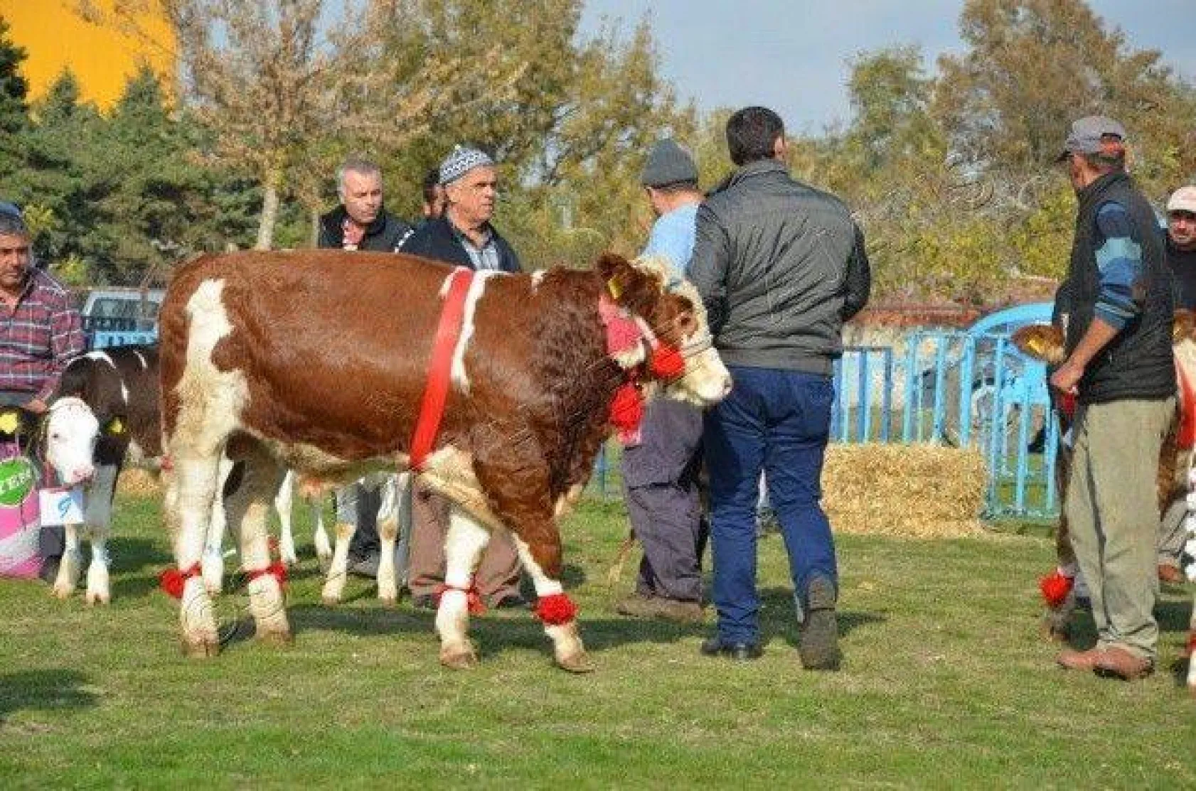 Silivri'de 'En Güzel Buzağı' Yarışması