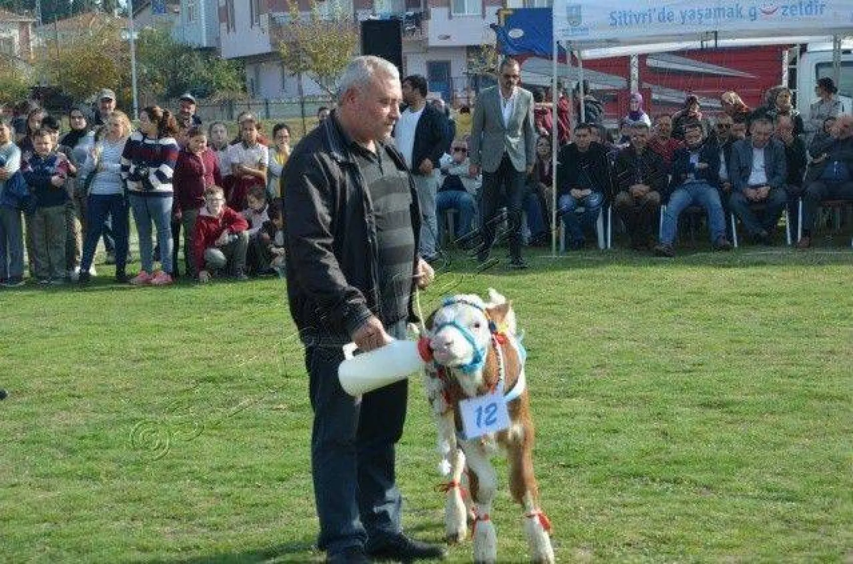 Silivri'de 'En Güzel Buzağı' Yarışması