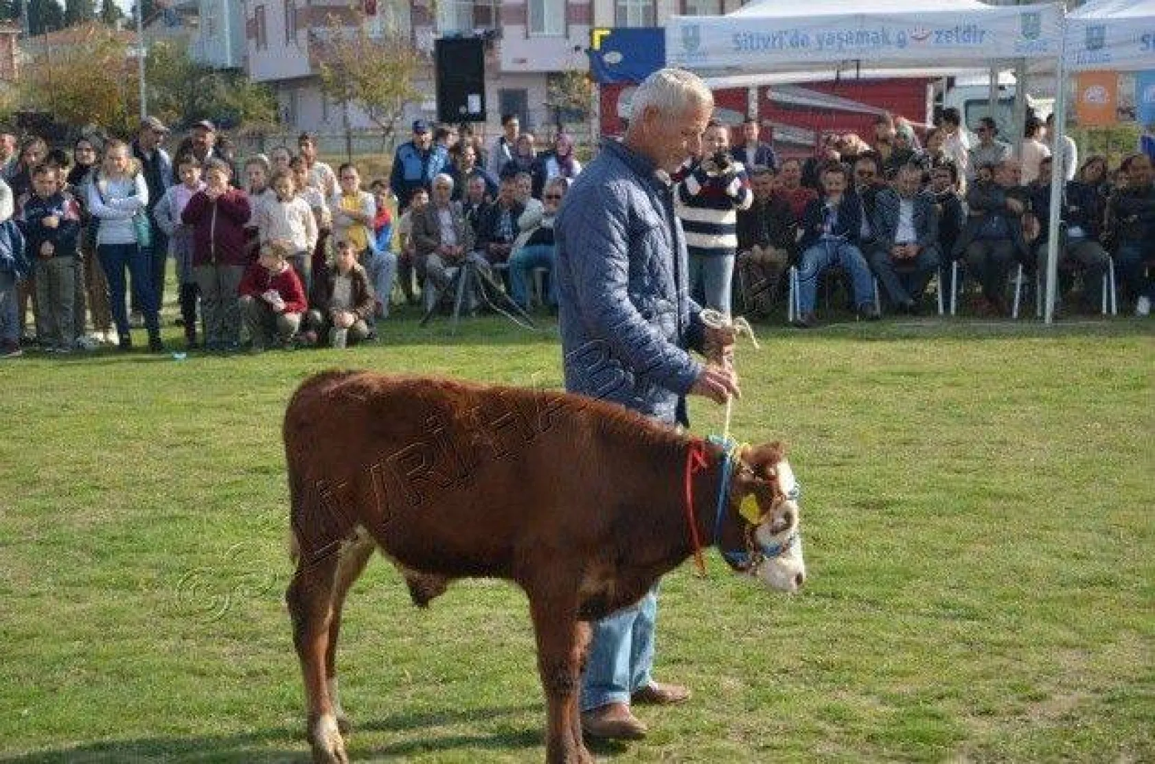 Silivri'de 'En Güzel Buzağı' Yarışması