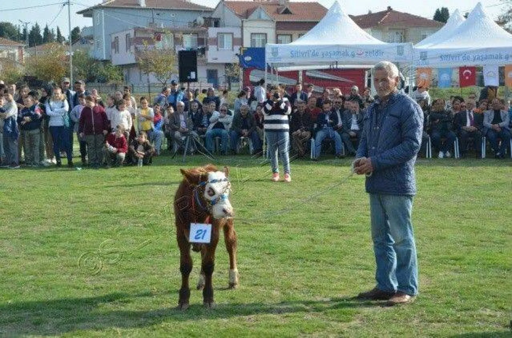 Silivri'de 'En Güzel Buzağı' Yarışması