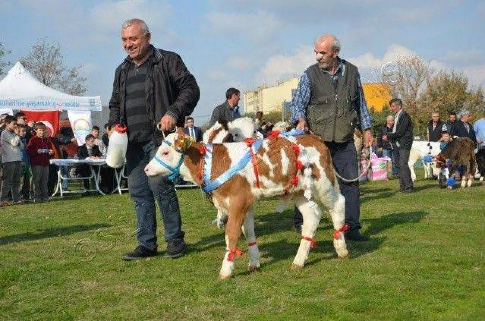 Silivri'de 'En Güzel Buzağı' Yarışması