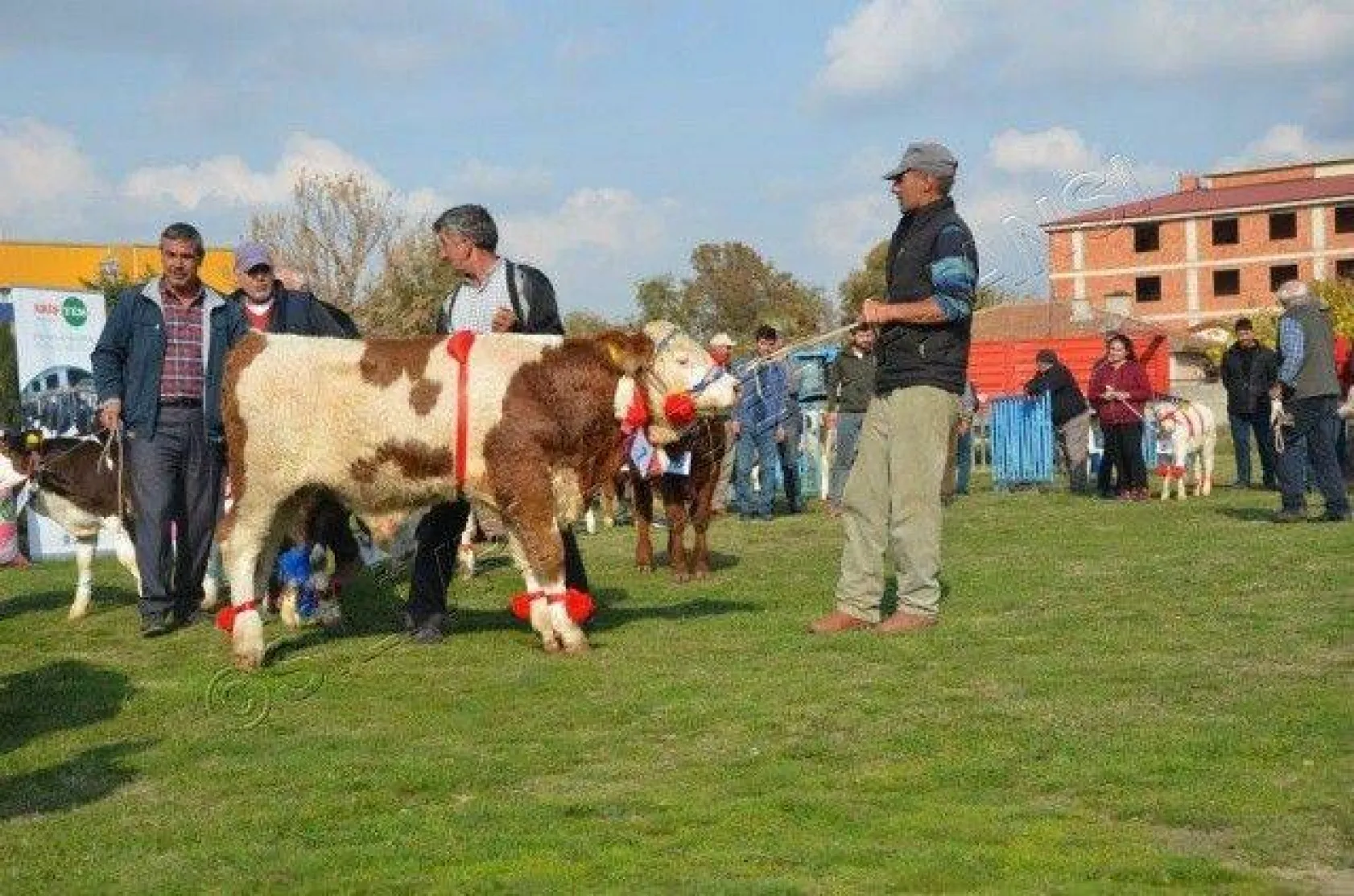 Silivri'de 'En Güzel Buzağı' Yarışması