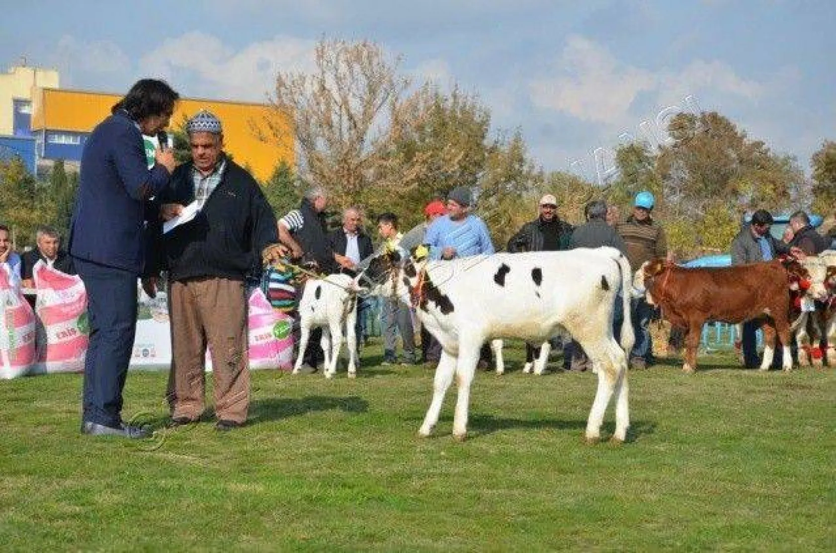 Silivri'de 'En Güzel Buzağı' Yarışması