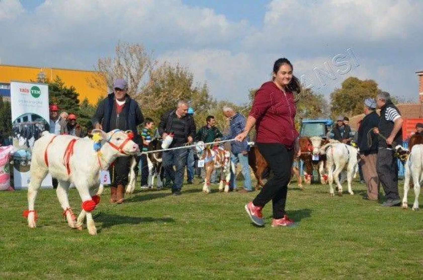 Silivri'de 'En Güzel Buzağı' Yarışması
