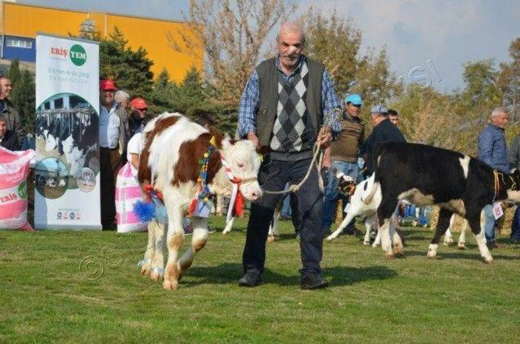 Silivri'de 'En Güzel Buzağı' Yarışması
