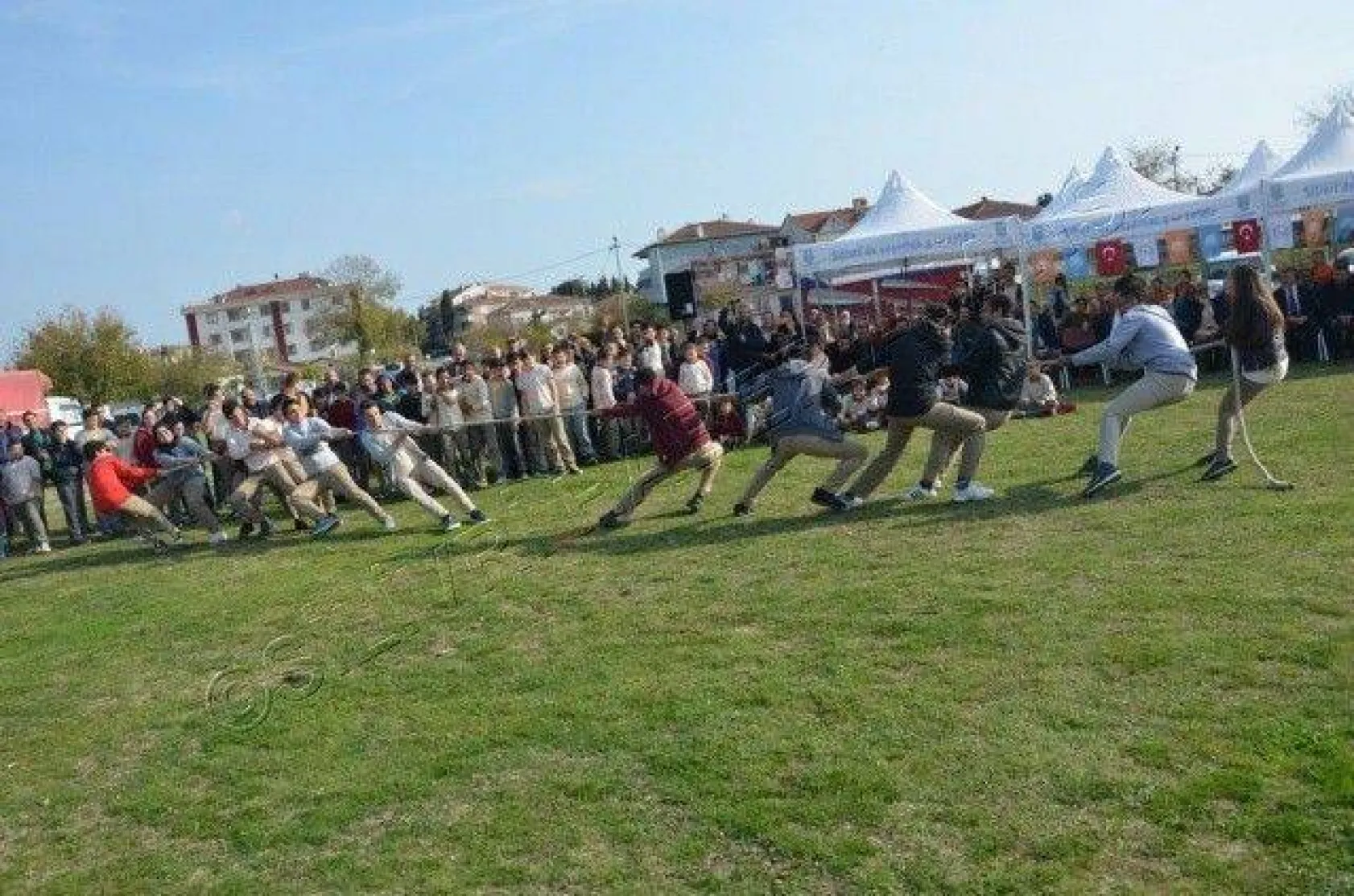 Silivri'de 'En Güzel Buzağı' Yarışması
