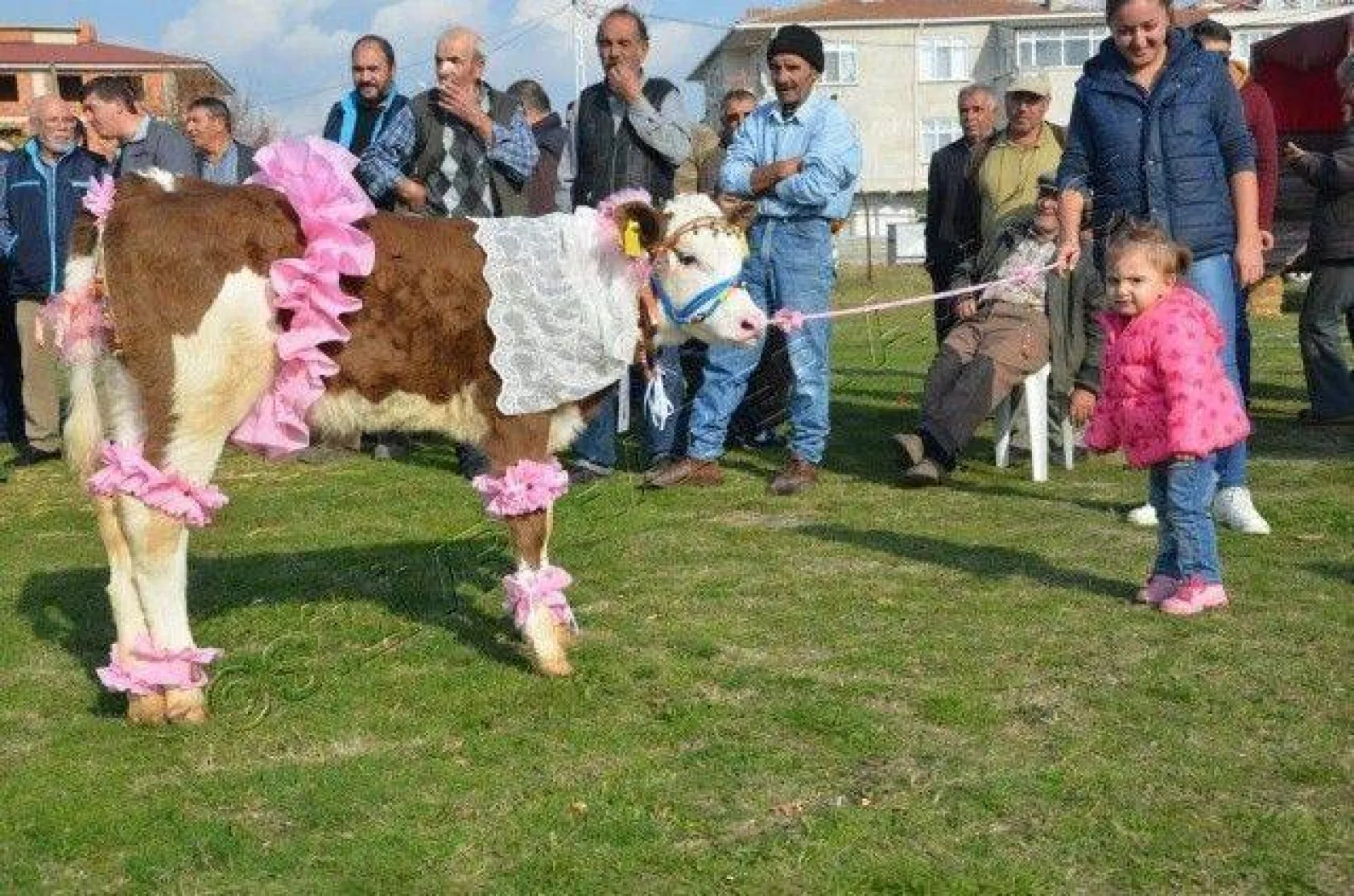 Silivri'de 'En Güzel Buzağı' Yarışması