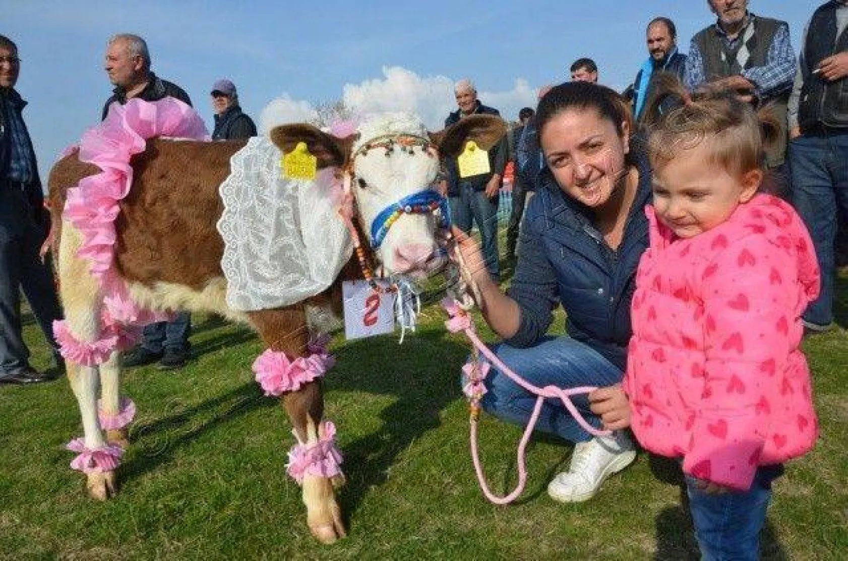 Silivri'de 'En Güzel Buzağı' Yarışması