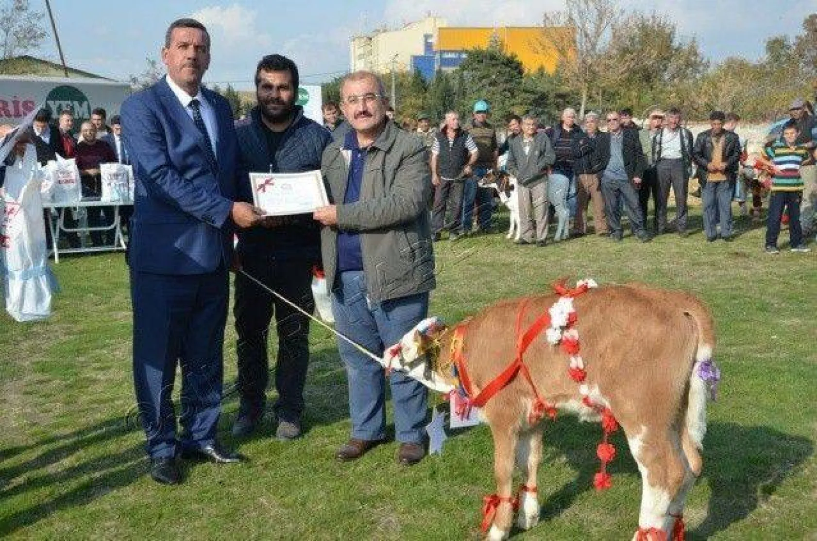 Silivri'de 'En Güzel Buzağı' Yarışması