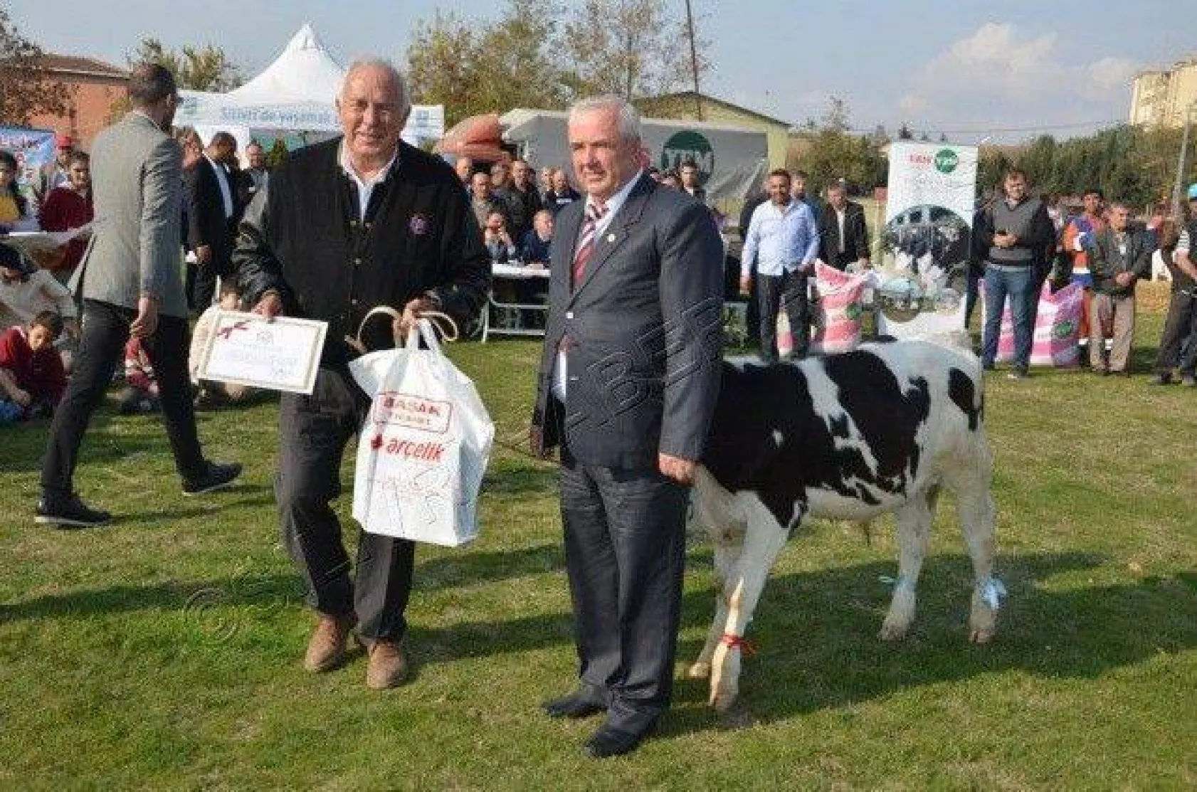 Silivri'de 'En Güzel Buzağı' Yarışması