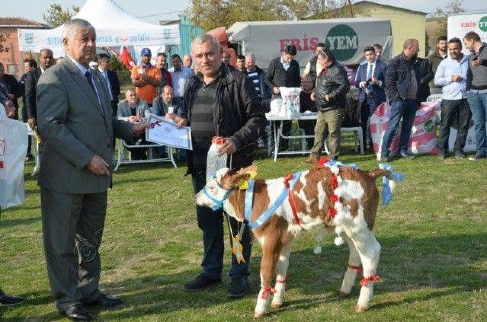Silivri'de 'En Güzel Buzağı' Yarışması