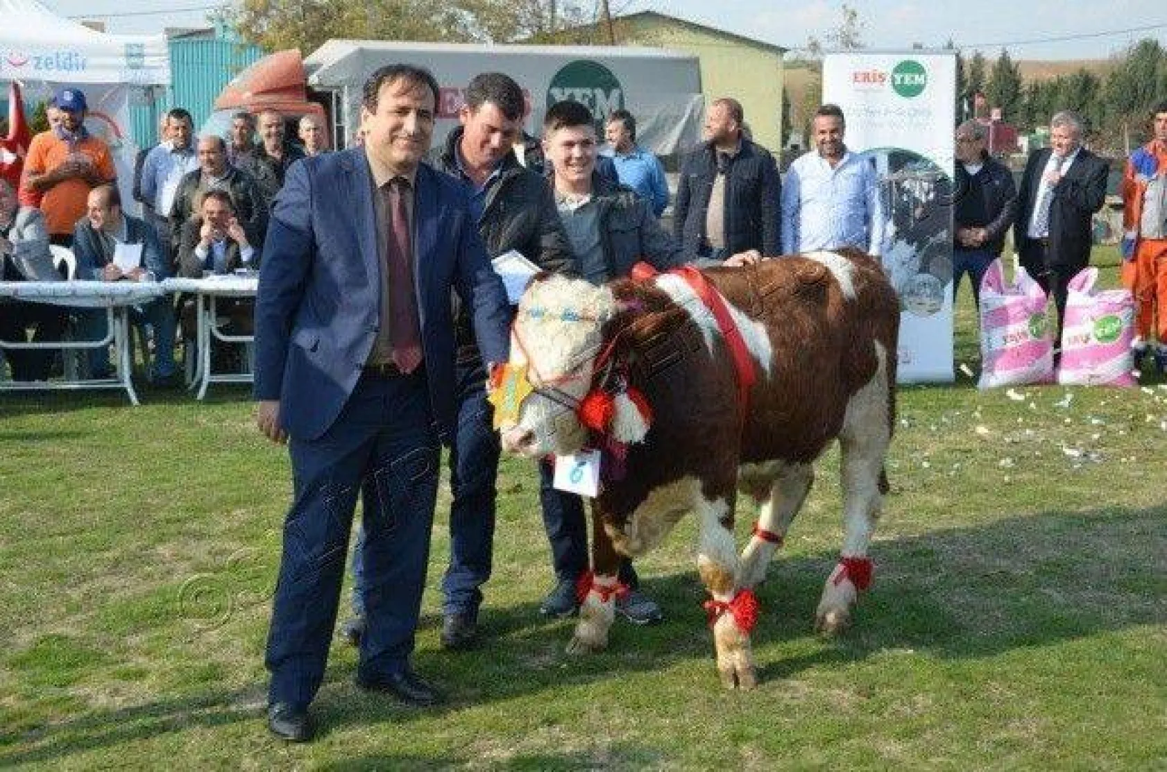 Silivri'de 'En Güzel Buzağı' Yarışması