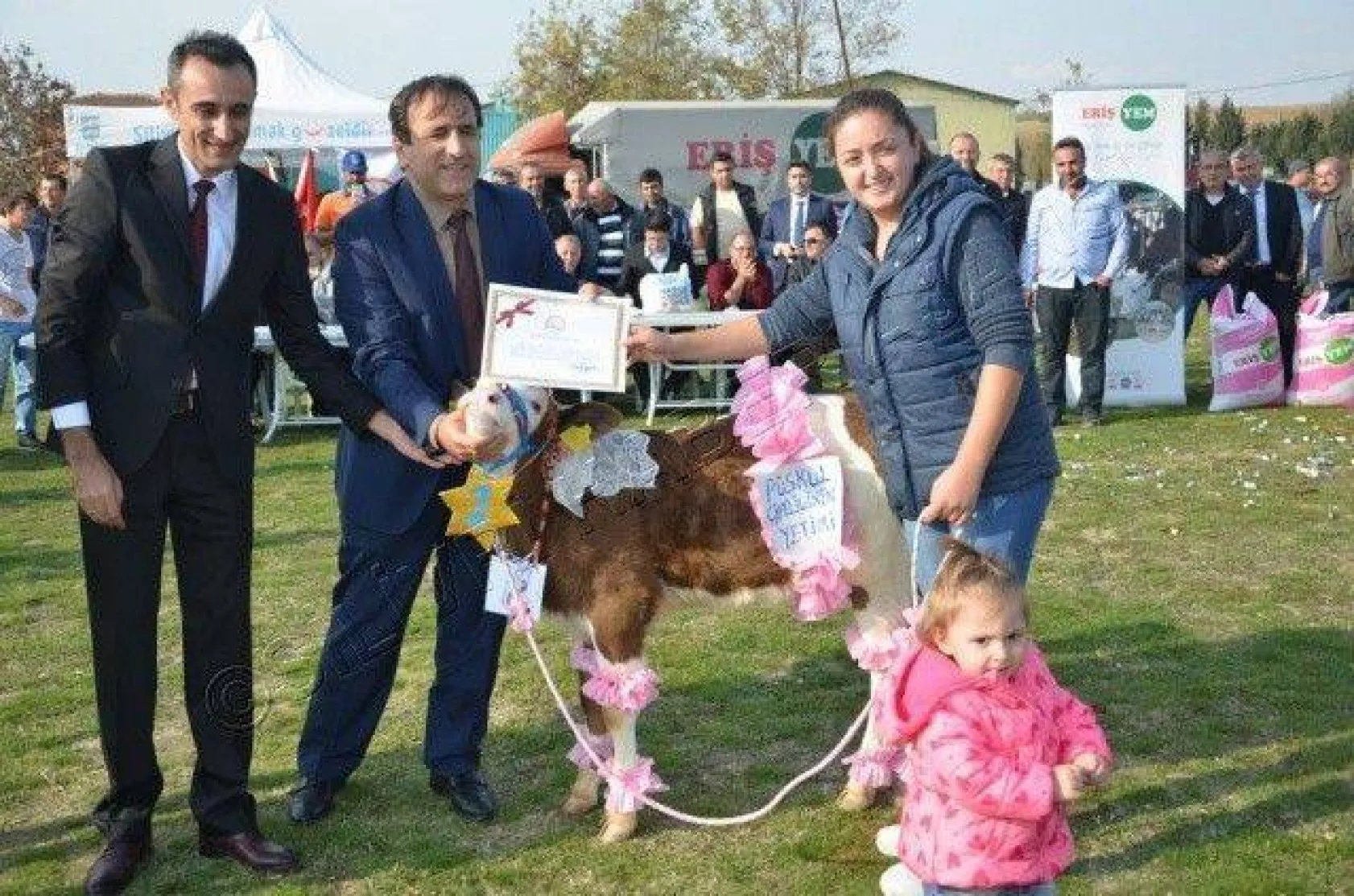 Silivri'de 'En Güzel Buzağı' Yarışması