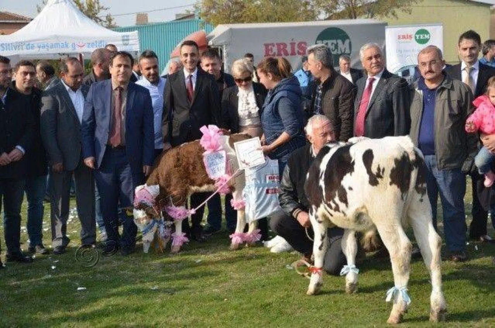 Silivri'de 'En Güzel Buzağı' Yarışması