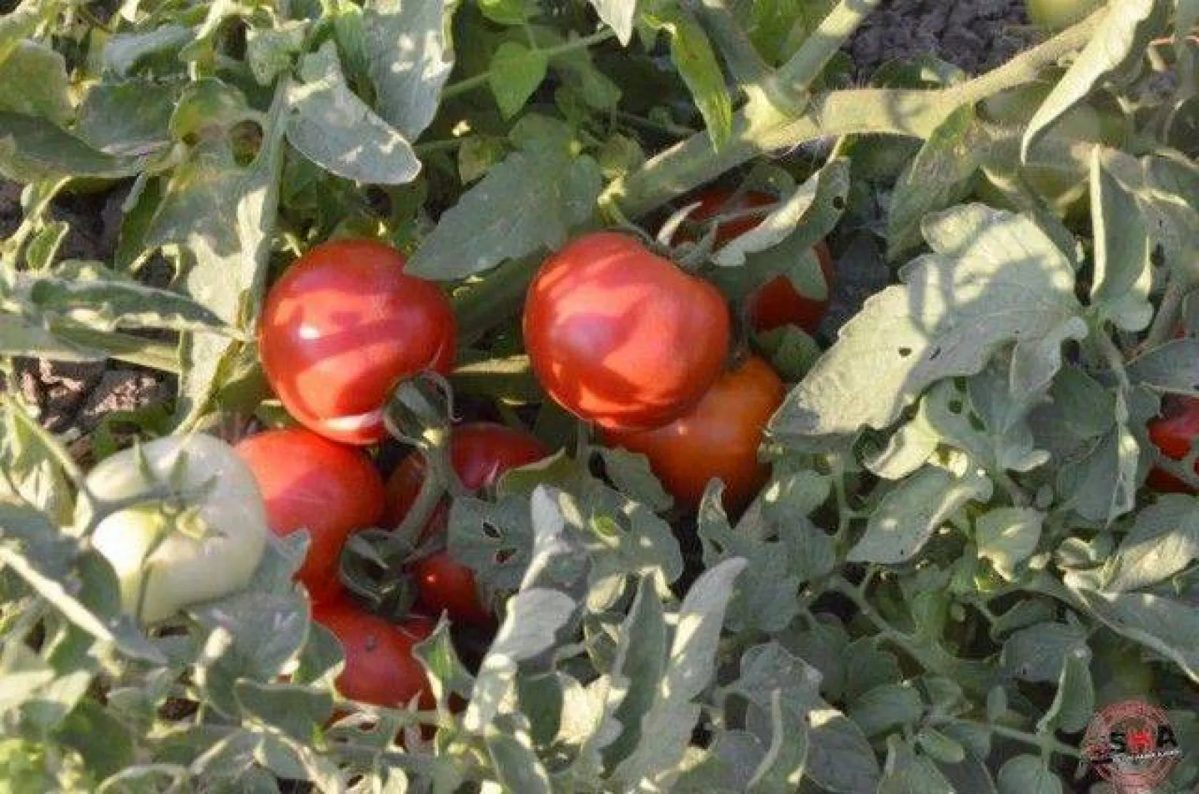 En İyi Domates Seçildi