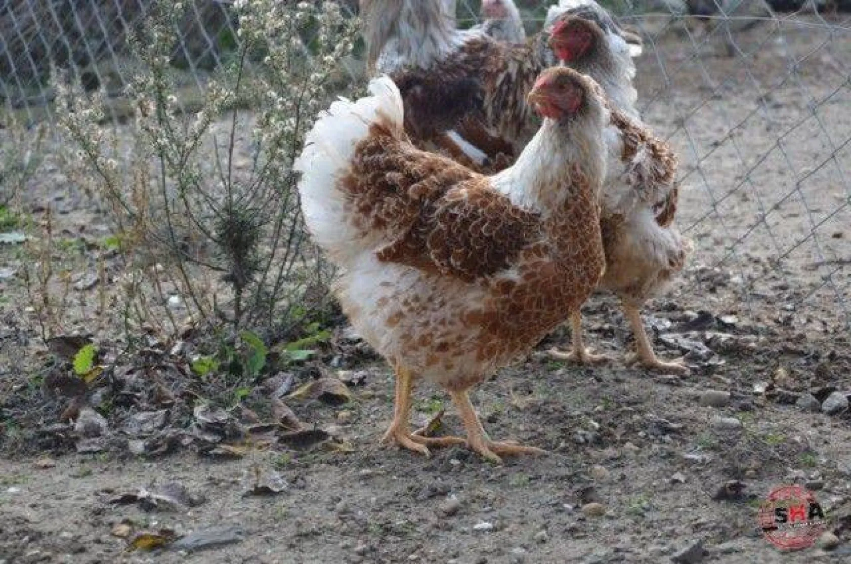 Dünyanın tavuklarını hobi olarak yetiştiriyor