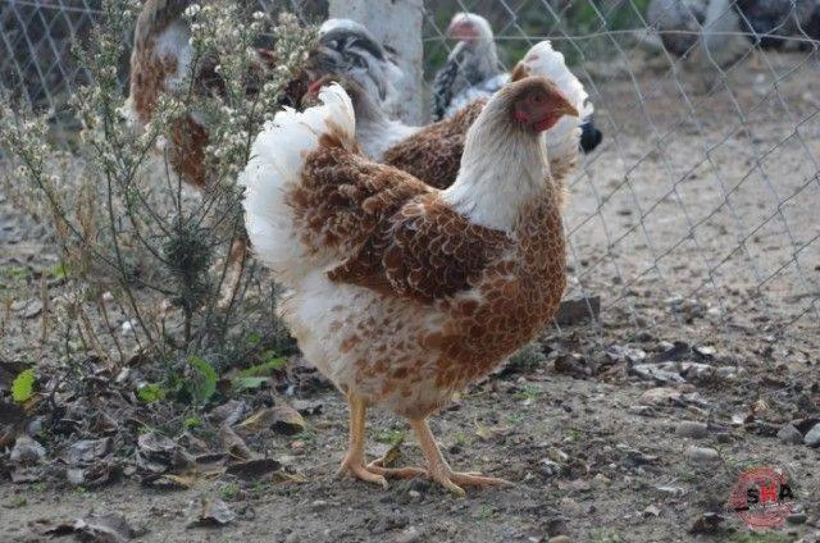 Dünyanın tavuklarını hobi olarak yetiştiriyor