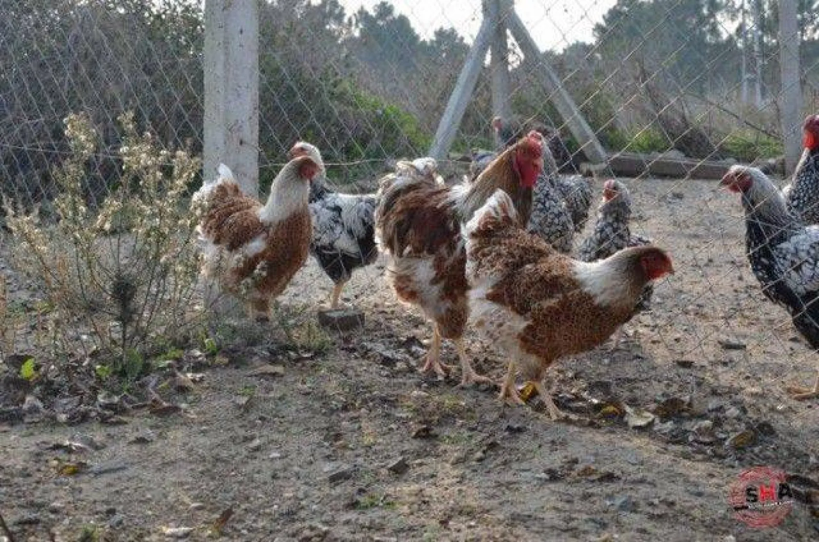 Dünyanın tavuklarını hobi olarak yetiştiriyor