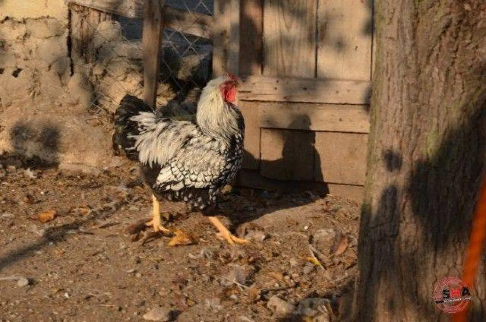 Dünyanın tavuklarını hobi olarak yetiştiriyor