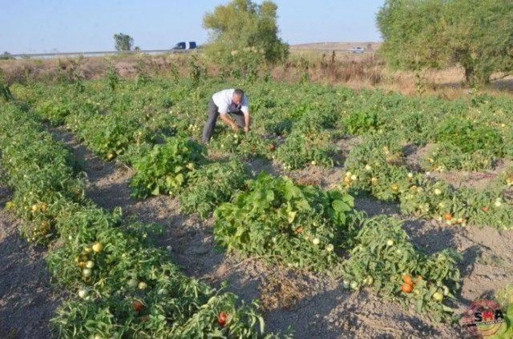 En İyi Domates Seçildi