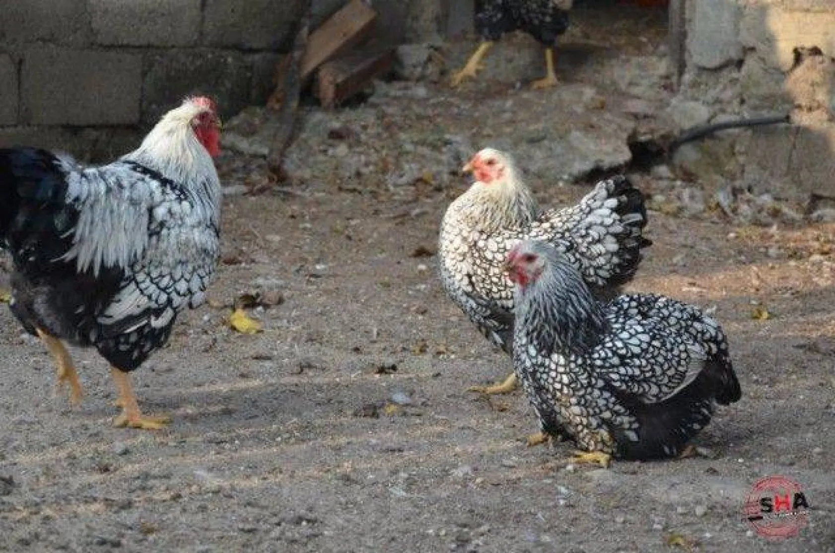 Dünyanın tavuklarını hobi olarak yetiştiriyor