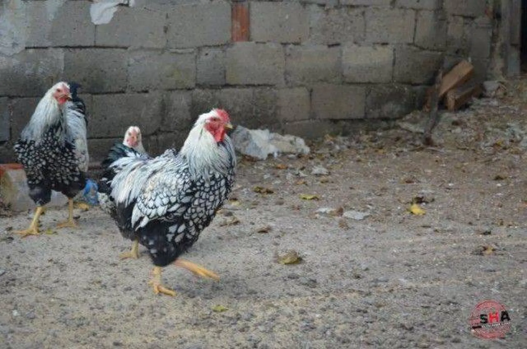 Dünyanın tavuklarını hobi olarak yetiştiriyor