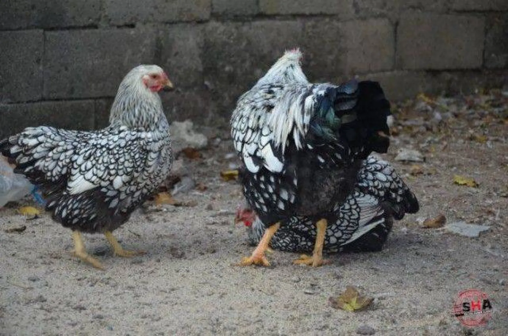 Dünyanın tavuklarını hobi olarak yetiştiriyor