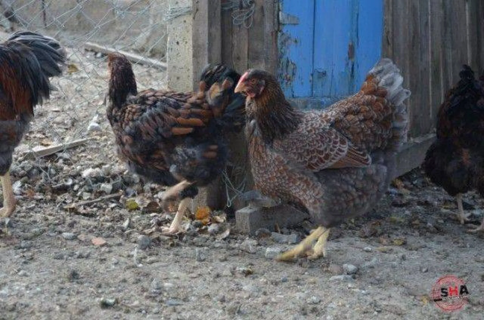 Dünyanın tavuklarını hobi olarak yetiştiriyor