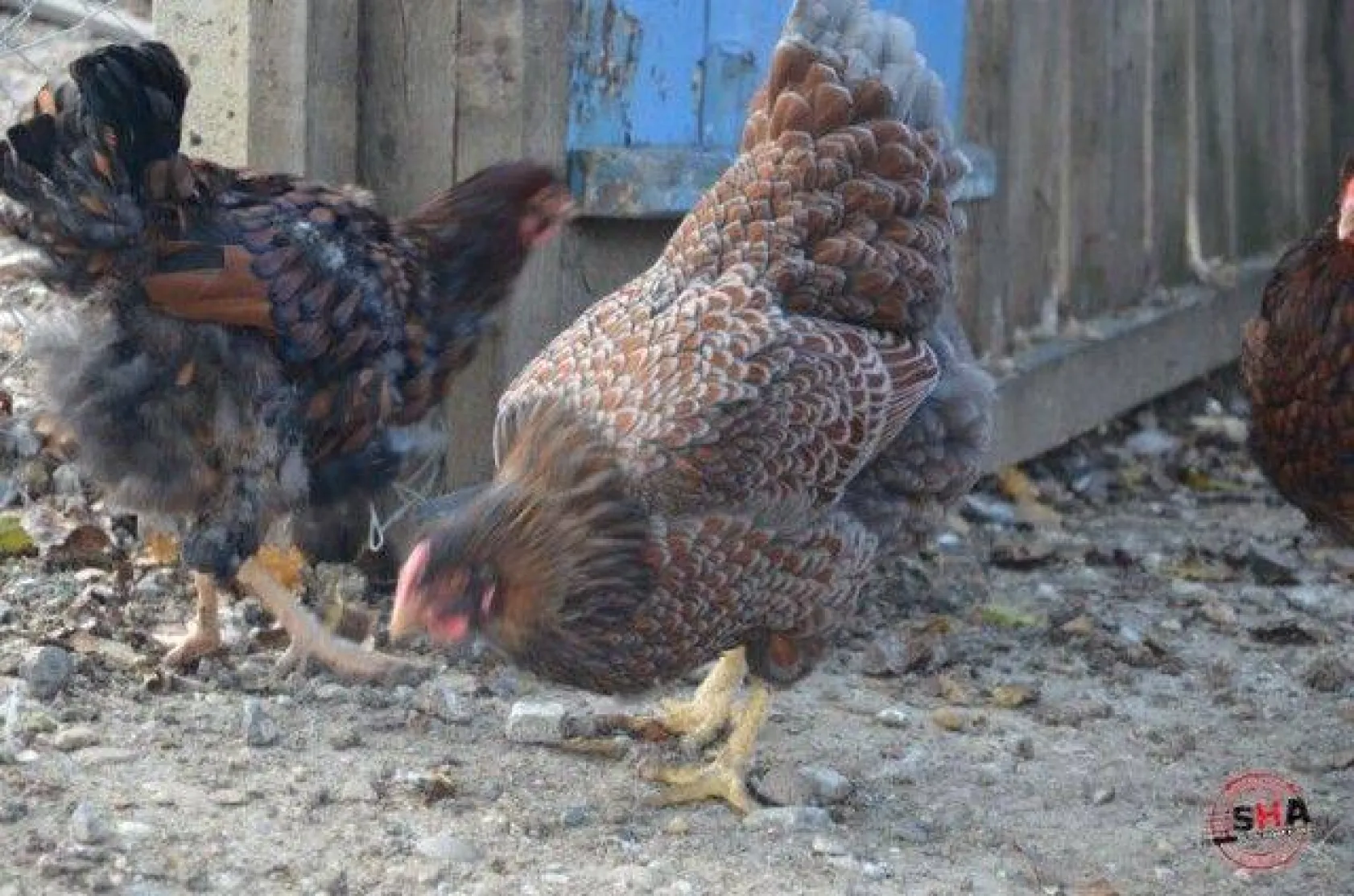 Dünyanın tavuklarını hobi olarak yetiştiriyor