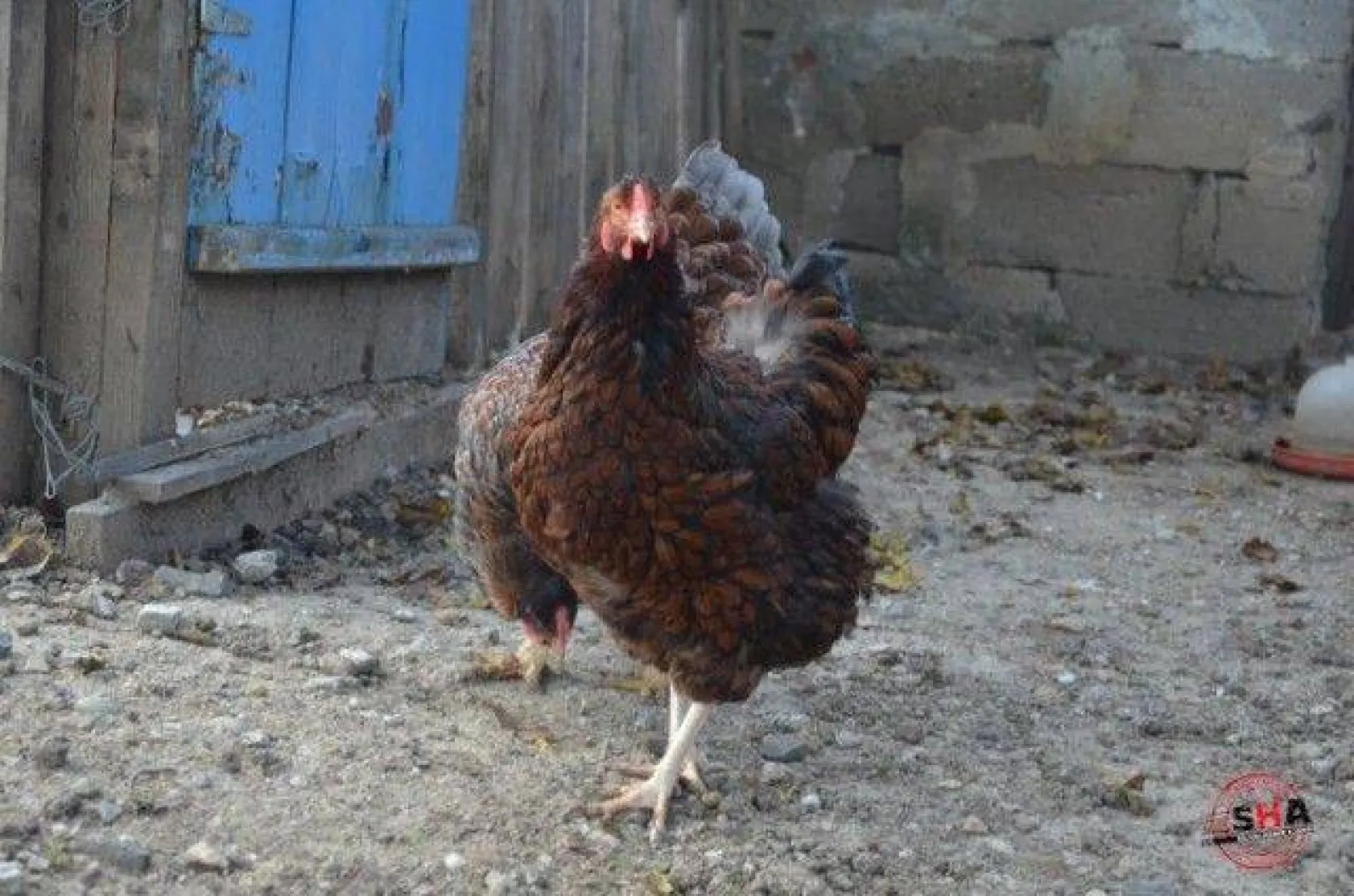 Dünyanın tavuklarını hobi olarak yetiştiriyor