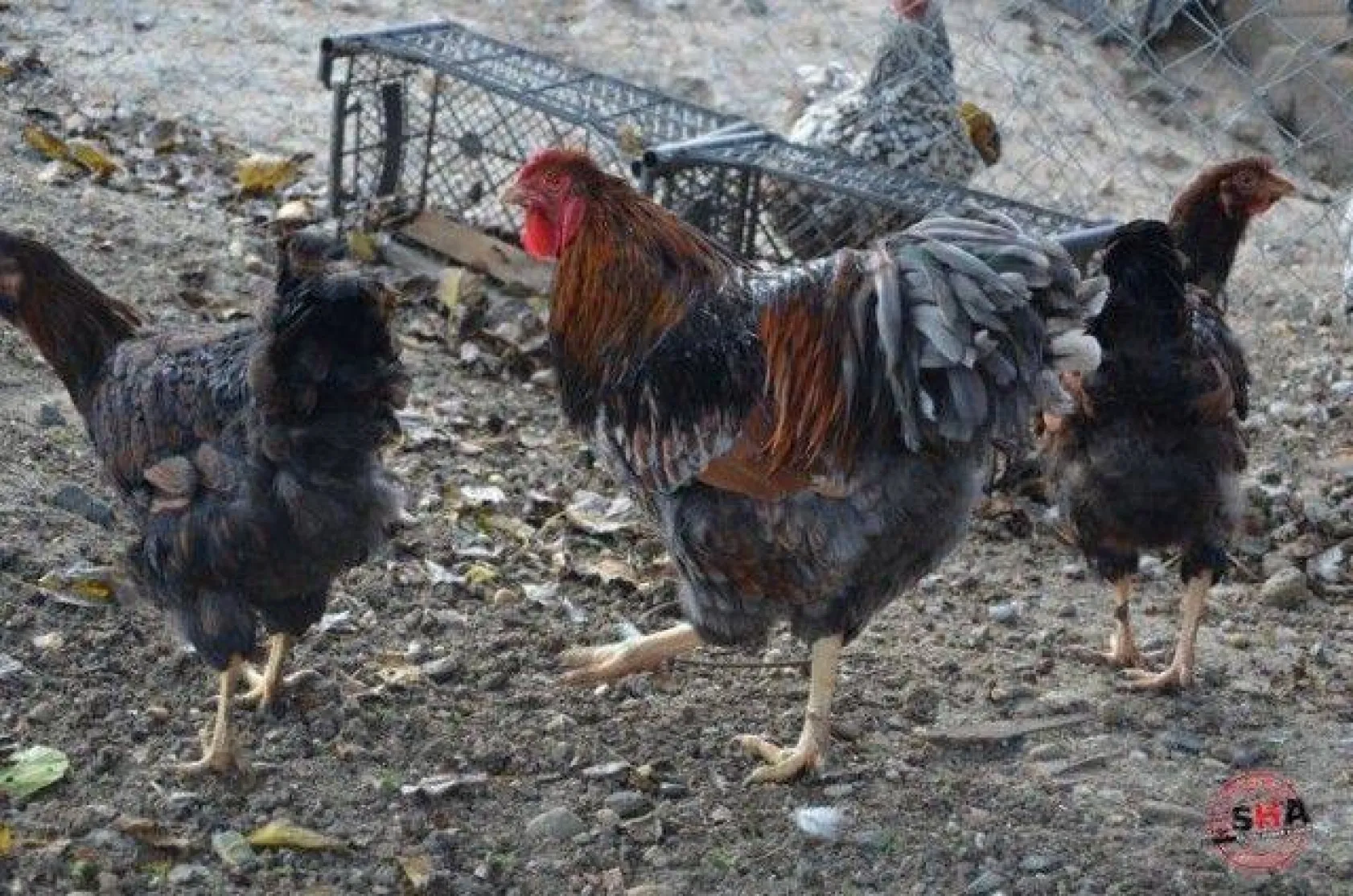 Dünyanın tavuklarını hobi olarak yetiştiriyor