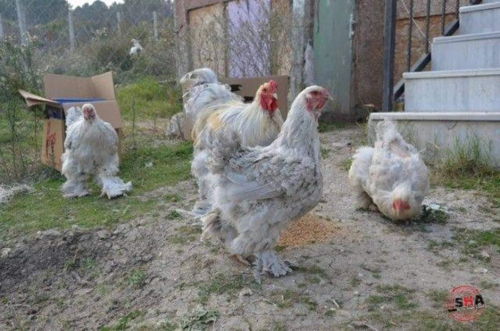 Dünyanın tavuklarını hobi olarak yetiştiriyor