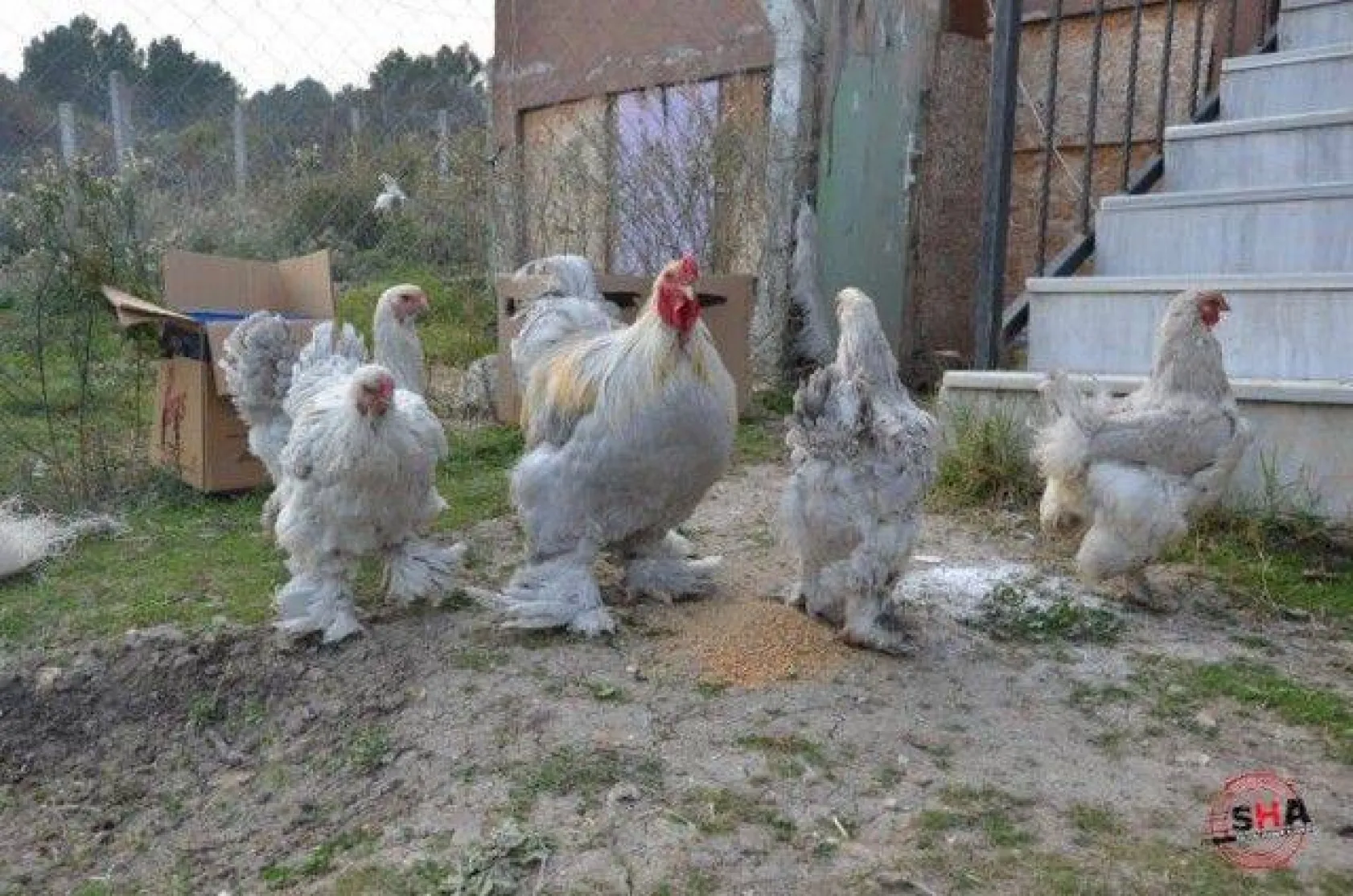 Dünyanın tavuklarını hobi olarak yetiştiriyor